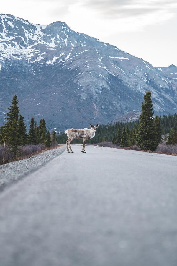 Denali Wild Stay - Moose Cabin, Free Wifi, 2 Private Bedrooms, Sleep 6 Хили Экстерьер фото
