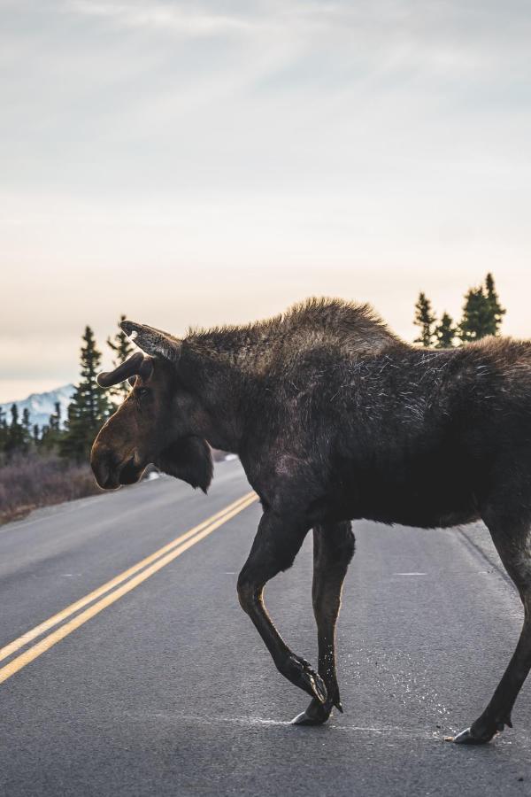 Denali Wild Stay - Moose Cabin, Free Wifi, 2 Private Bedrooms, Sleep 6 Хили Экстерьер фото